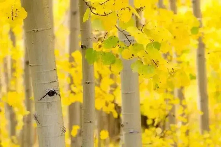 The Healing Power of Nature - Everetts Place 