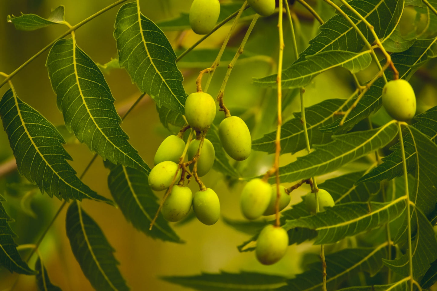 Original Organic Neem Oil Soap Handmade for Healthy Skin Sweet Harvest Farms Everetts Place: Online Boutique