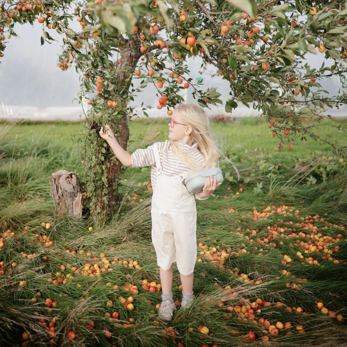 Mushie BPA Free Plastic Lunchbox with Built In Compartments and Locking Utensils - Everetts Place Boutique - 