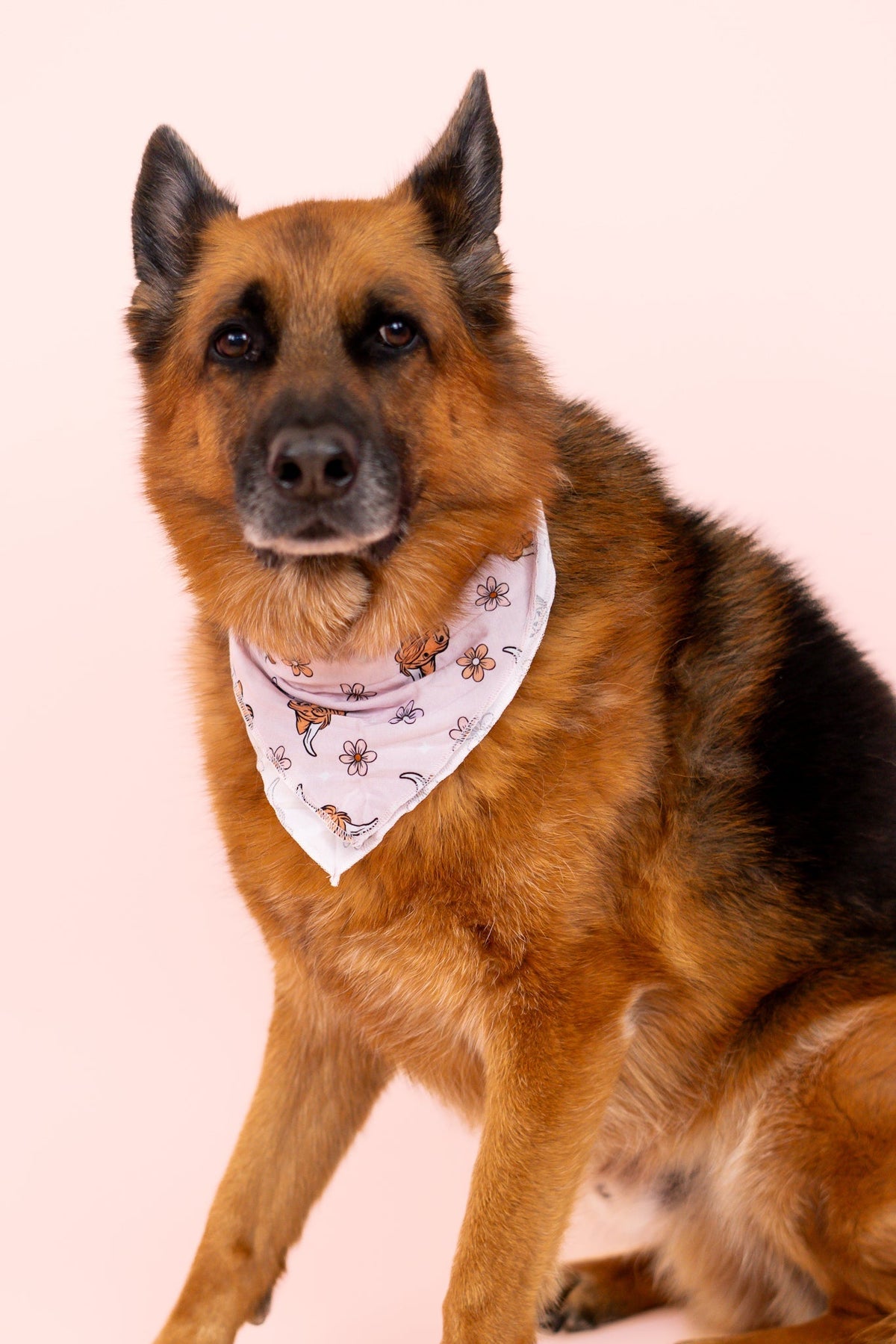 DREAM BIG LITTLE CO EXCLUSIVE HIGHLAND CUTIE DREAM DOG BANDANAEveretts Place