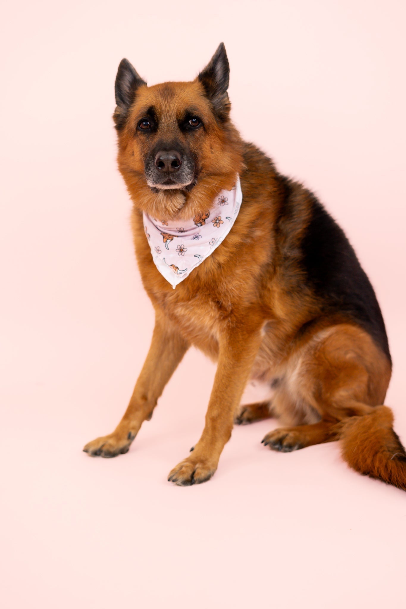 DREAM BIG LITTLE CO EXCLUSIVE HIGHLAND CUTIE DREAM DOG BANDANAEveretts Place