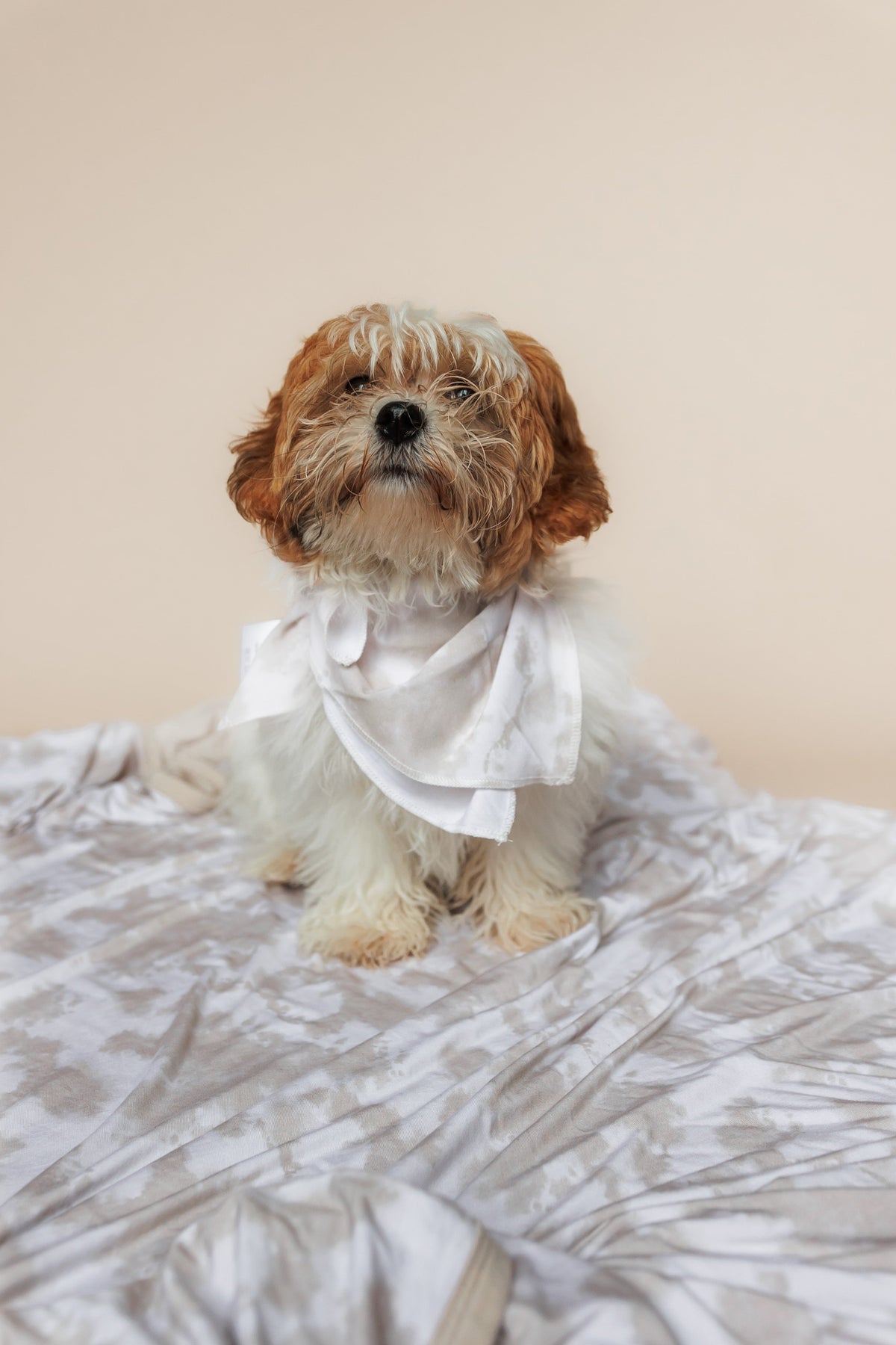 DREAM BIG LITTLE CO SANDY SHORES DREAM DOG BANDANAEveretts Place