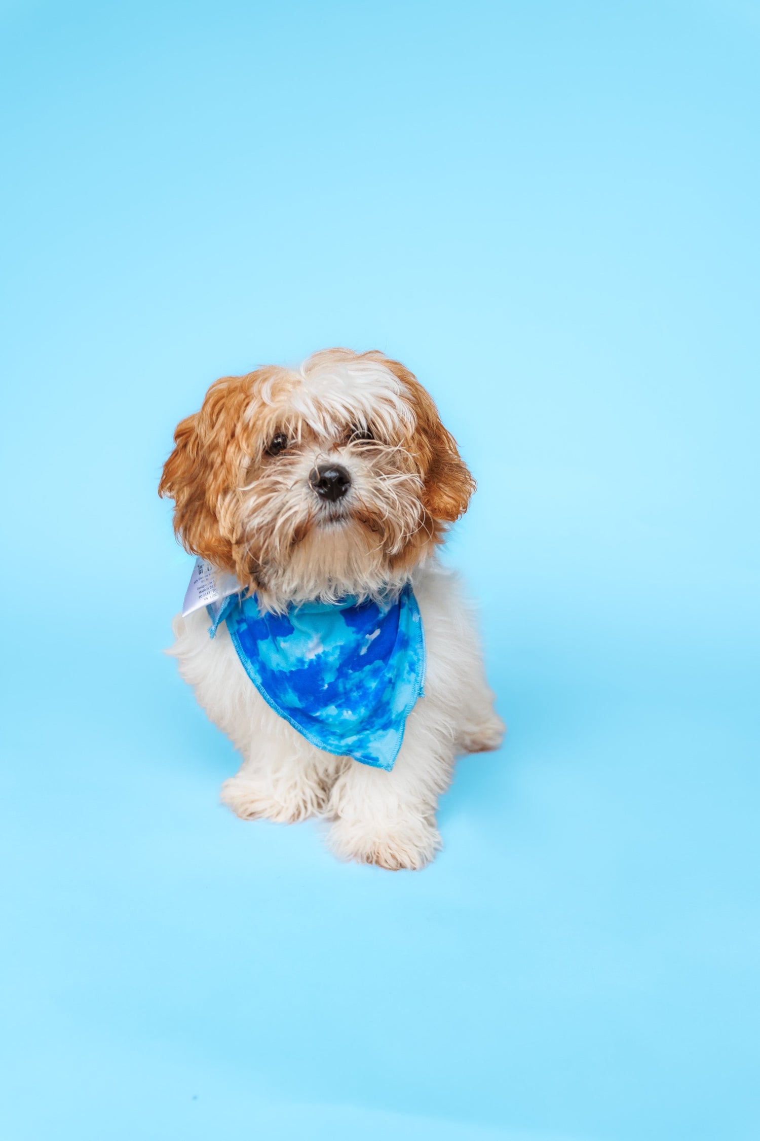 DREAM BIG LITTLE CO SAPPHIRE SEAS DREAM DOG BANDANAEveretts Place