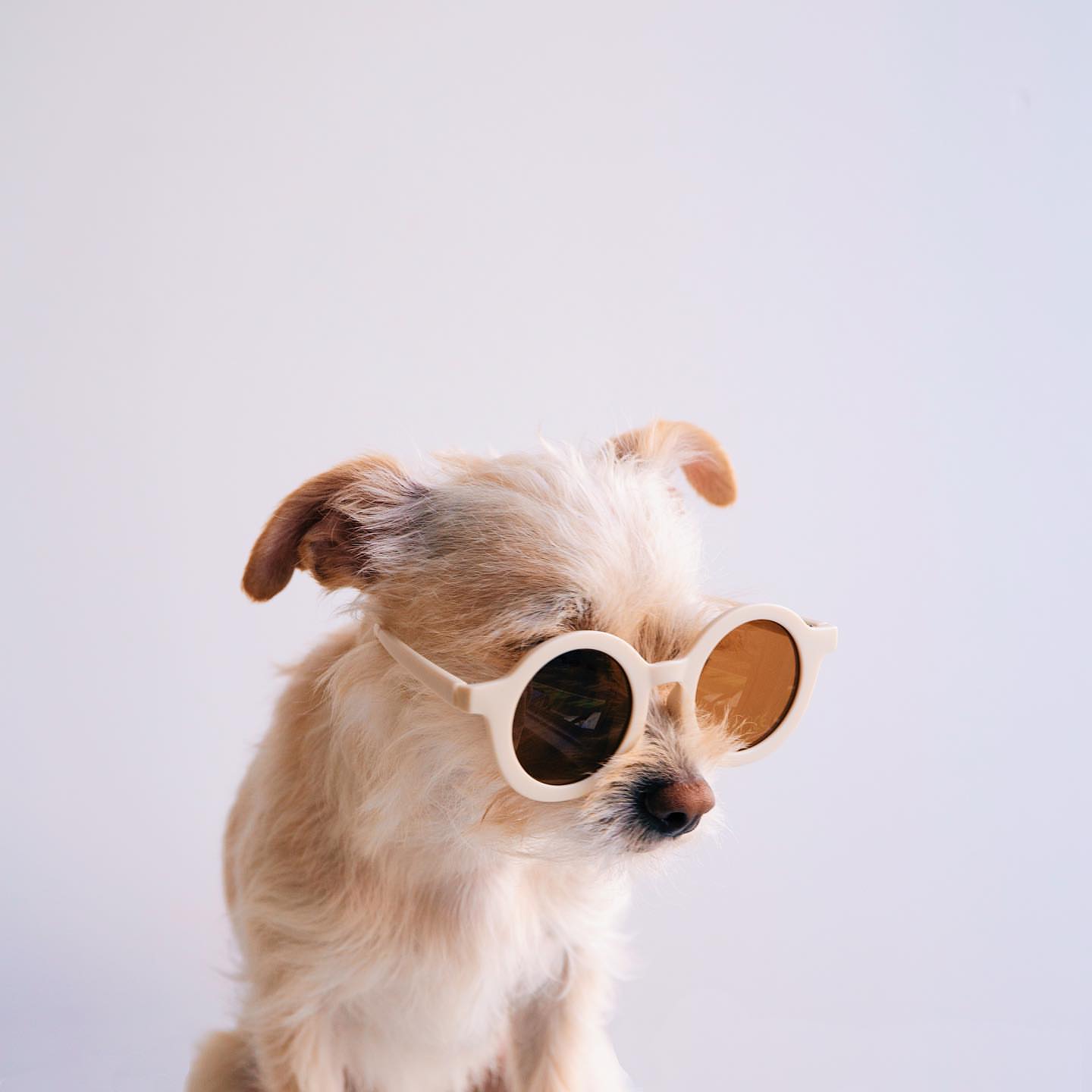 Little Love Bug Co. Sunny May baby sunglasses